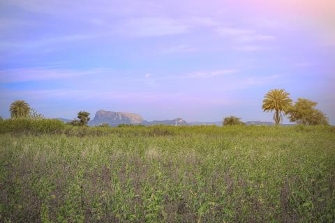 Golden Hour in the Grasslands
